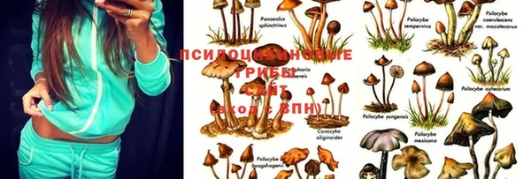 прущие грибы Кинешма
