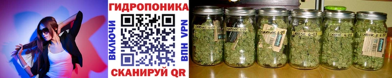 купить наркотики сайты  Полтавская  Шишки марихуана сатива 